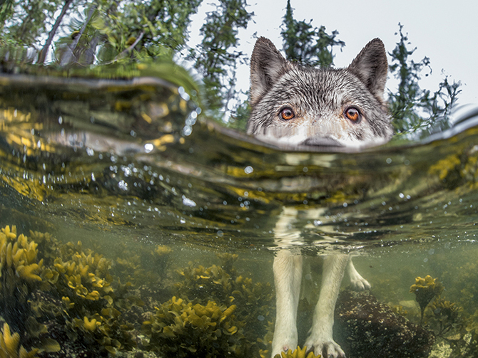 01-wolf-in-lake-670
