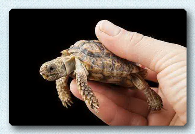 06_speckled_tortoise