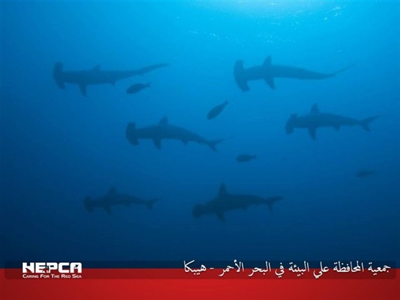 بالصور.. أسماك «القرش» كنوز البحر الأحمر