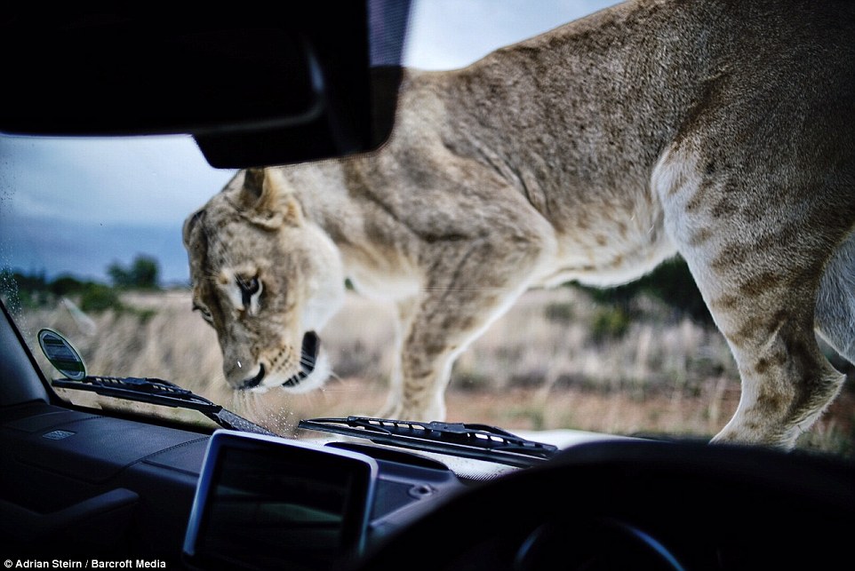 A close-up picture of the lioness inspecting the car closely, her markings clearly displayed on her hind legs 