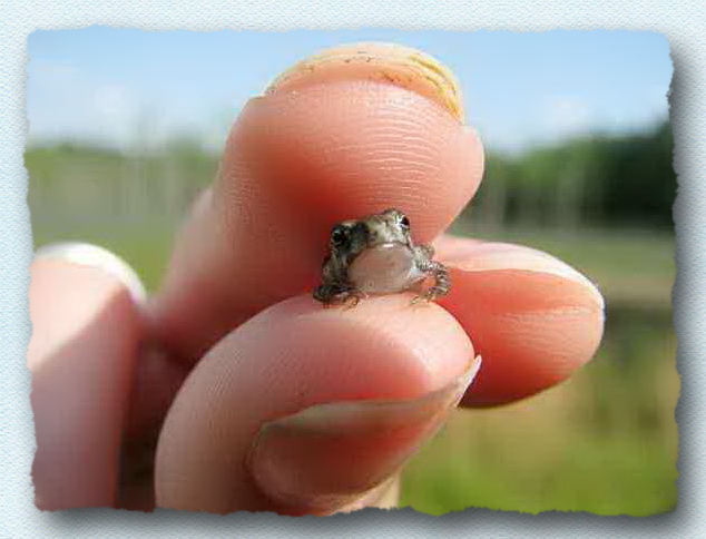 10-Paedophryne Amauensis Frog