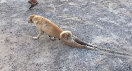 بالفيديو كلب لئيم يدّعي المرض من أجل الطعام