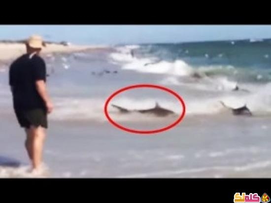 أسماك القرش تغزو شواطئ كارولينا لإصطياد غذائها فيديو