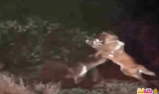 بالفيديو قتال بين كلب وذئب من يفوز 