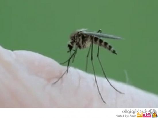 كيف يقوم البعوض بإمتصاص دمك فيديو