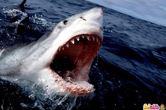 كيف أسنان القرش ما تسوس أبدًا 