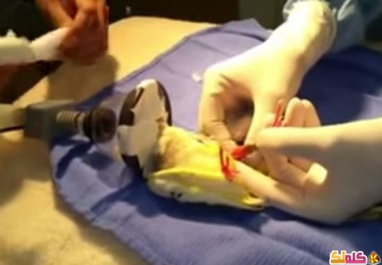 عملية جراحية لعلاج ساق مكسورة لـ ببغاء الكروان 