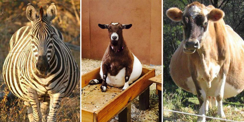 صور طريفة لحيوانات في شهور الحمل الأخيرة 