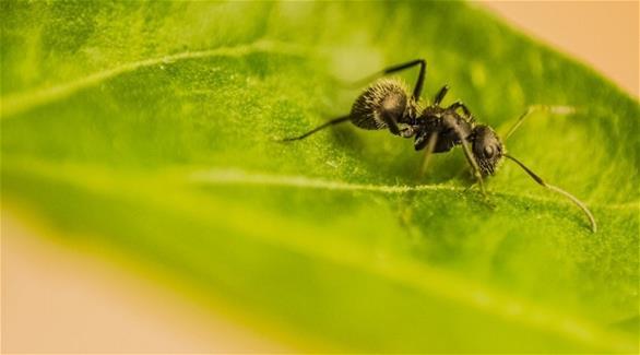 3 وسائل طبيعية للتخلص من النمل في المنزل