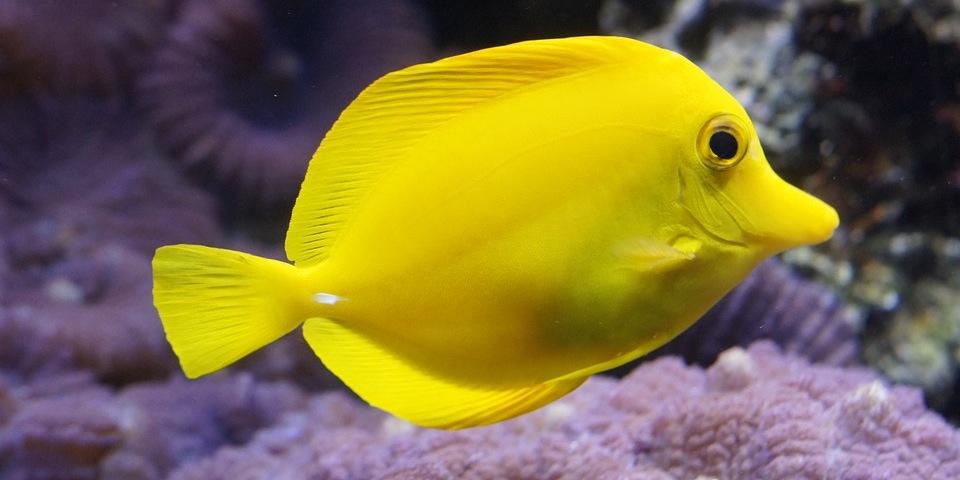هل تصدّق أن الأسماك أيضاً تغرق 6 حقائق غريبة عن المخلوقات المائية