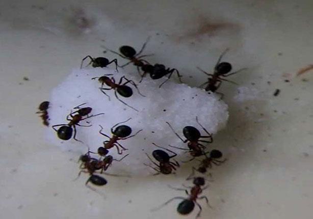 النمل يستوطن بيتك في الحر 3 طرق طبيعية للتغلب عليه نهائيًا