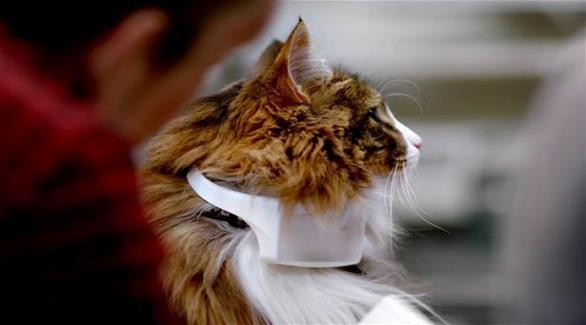 بالفيديو جهاز ثوري يترجم مواء القطط إلى كلام