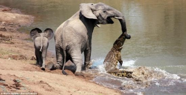 بالفيديو تمساح يهاجم فيل يشرب هل تتخيل من الفائز منهما 