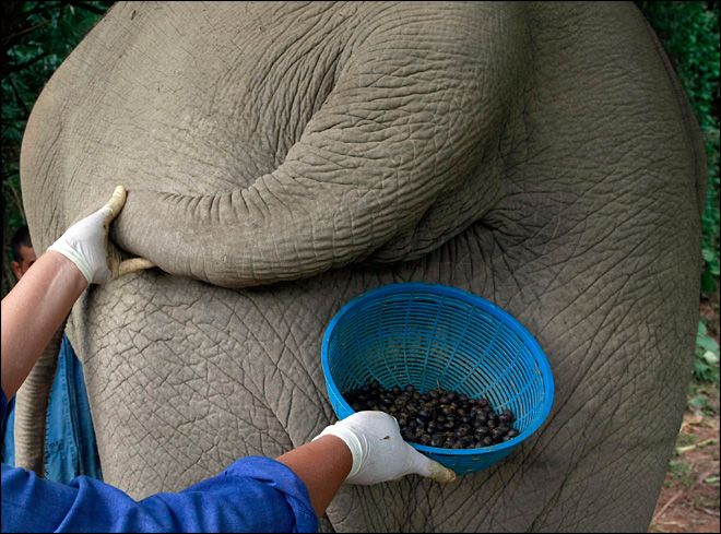 قهوة من روث الفيلة 