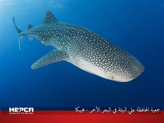 بالصور.. أسماك «القرش» كنوز البحر الأحمر