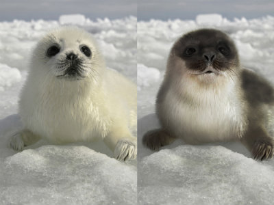 Harp-Pup-and-Hooded-Seal-Pup