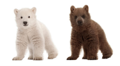 Polar-Bear-Baby-and-Grizzly-Baby