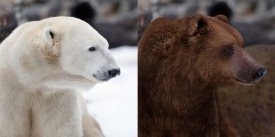 Polar-and-Grizzly-Bear