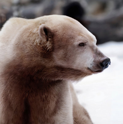 Polar-and-Grizzly-Hybrid