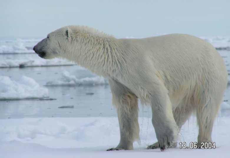 Polarbear_spitzbergen_1