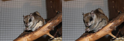 Southern-Flying-Squirrel-and-Northern-Flying-Squirrel