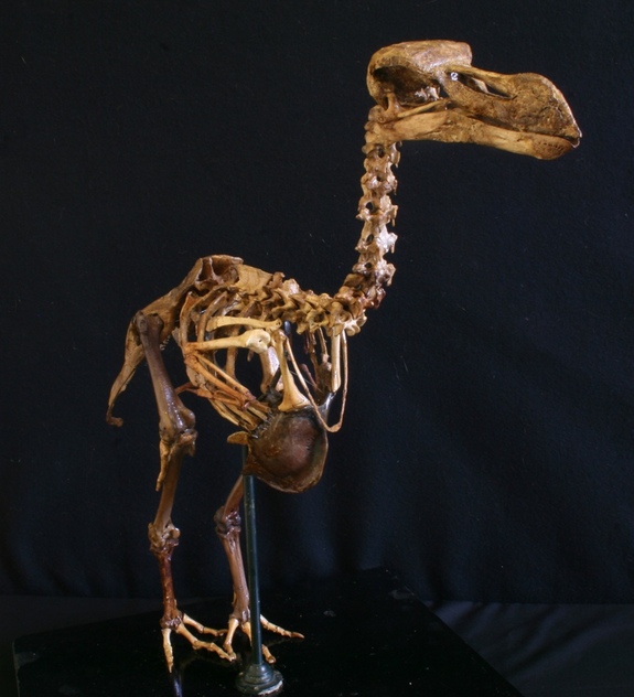 composite-dodo-skeleton