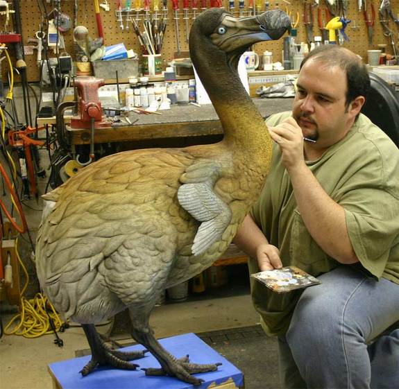 dodo-bird-taxidermy-model