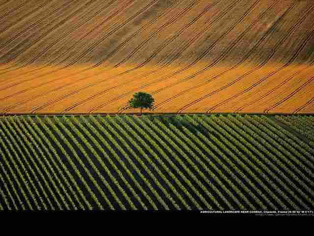 earth-from-above--france-yann-arthusbertrand-aerial-photography--france-from-above--agricultural-landscape-near-cognac-charente-france-wallpaper-43829