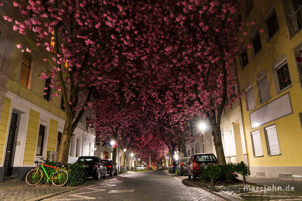 Cherry Blossom Avenue in Bonn, Germany