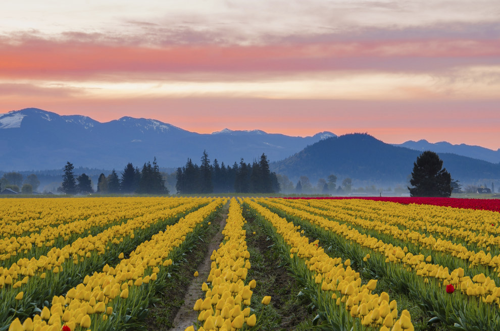 Skagit Valley Tulip Fields in Washington, United States