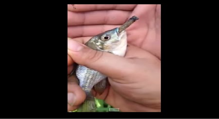 شاهد بالفيديو صيادين يجبرون سمكة على تدخين السجائر ، والسمكة تتجاوب معهم 