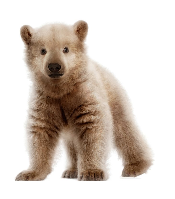 polar-bear-and-grizzly-hybrid-baby