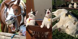 صور مضحكة قطط وكلاب وأحصنة تمنحك السعادة