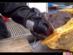 سمكة متوحشة تلتهم يد صياد ! فيديو