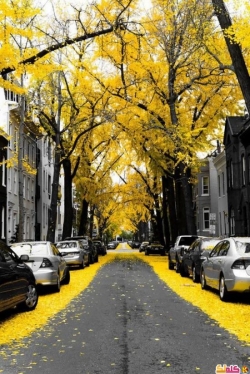 أجمل الشوارع المغطاة بالزهور والأشجار في العالم