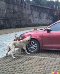 صور كلاب تعضّ سيارة شخص انتقام منه 