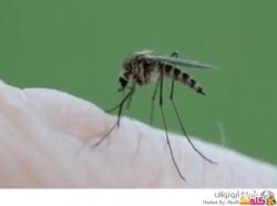 كيف يقوم البعوض بإمتصاص دمك! فيديو