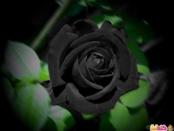 الزهور السوداء الندرة والأناقة