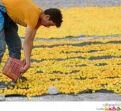 لقطات رائعة لموسم الحصاد في شينجيانغ