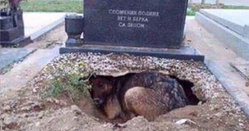 ظنو ان هذا الكلب ينام في قبر صاحبه افتقاداً له وحزناً عليه, وقد كانو مخطئين