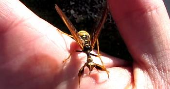 هذا الكائن الصغير غريب الاطوار يدعى مانتيدي فلايMantidfly ولكن هل سيقوم بقرصك او الحاق الاذى بك؟