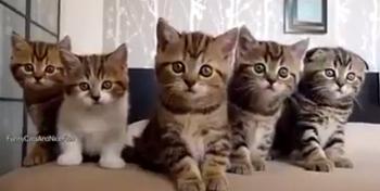 فيديو لعائلة من القطط الصغيرة المفعمة بالمرح سيضفي البهجة على يومك