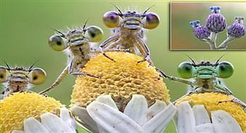 ماذا تنتظر حشرات اليعسوب واسعة العينين قبل أن تطير