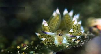 خراف البحر مخلوقات صغيرة تضيء أعماق المحيطات