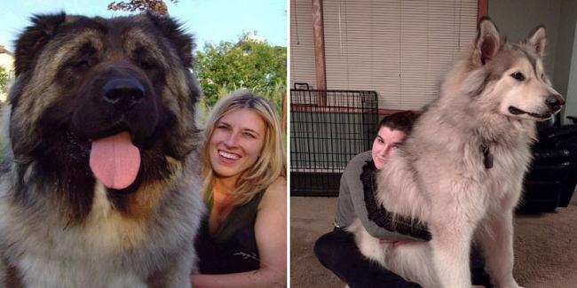 بالصور كلاب أكبر حجماً من أصحابها لن تصدق أنها حقيقية!