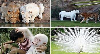 مرض المهق يميز الحيوانات باللون الأبيض الناصع