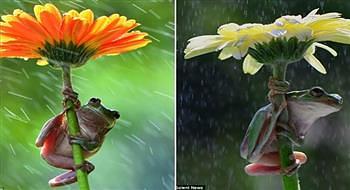 الضفادع تستخدم الزهور كمظلات تحميها من المطر