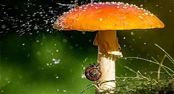 الحيوانات تستخدم مظلات طبيعية تقيها من المطر وأشعة الشمس