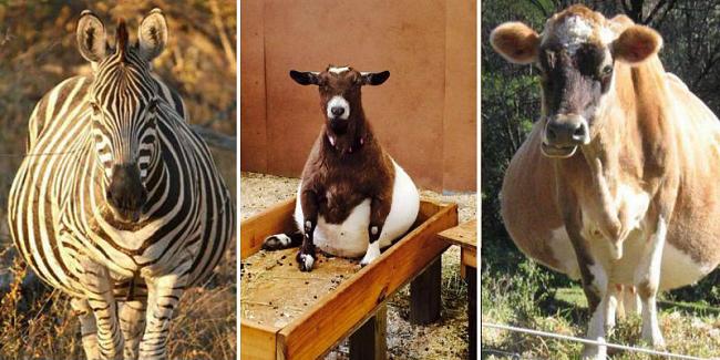 صور طريفة لحيوانات في شهور الحمل الأخيرة!