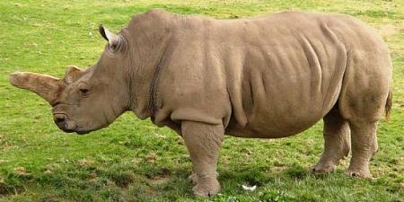 10 صور طريفة لصغار وحيد القرن